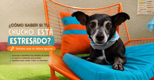 Chucho descansando en CHUCHOS Chalet, imagen del artículo sobre señales de estrés en perros
