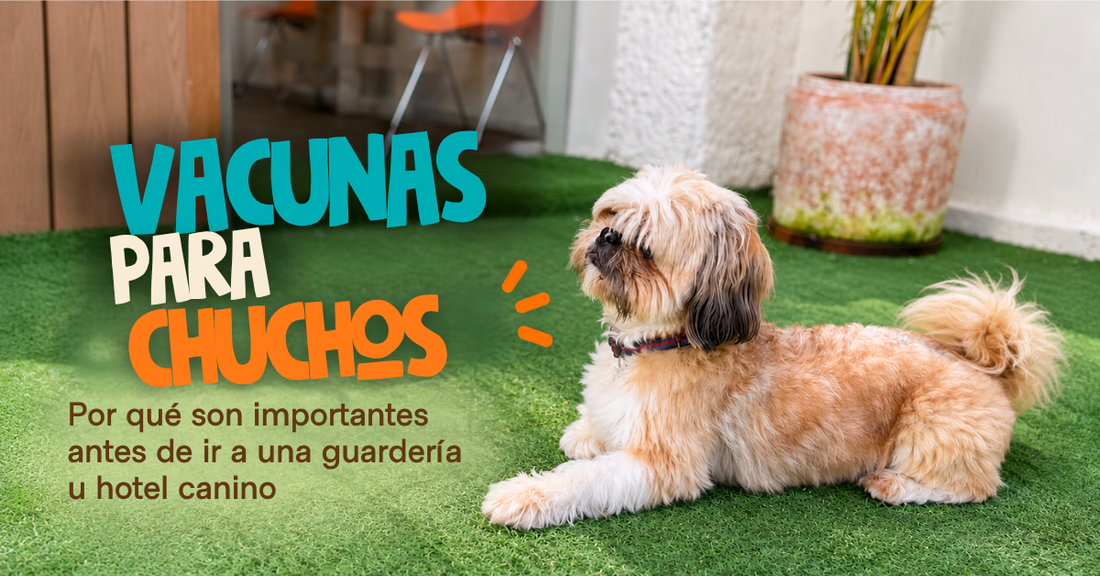 ¿Por qué tu chucho necesita sus vacunas al día antes de ir a una guardería u hotel canino?