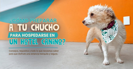 ¿Cómo preparar a tu chucho para hospedarse en un hotel canino?