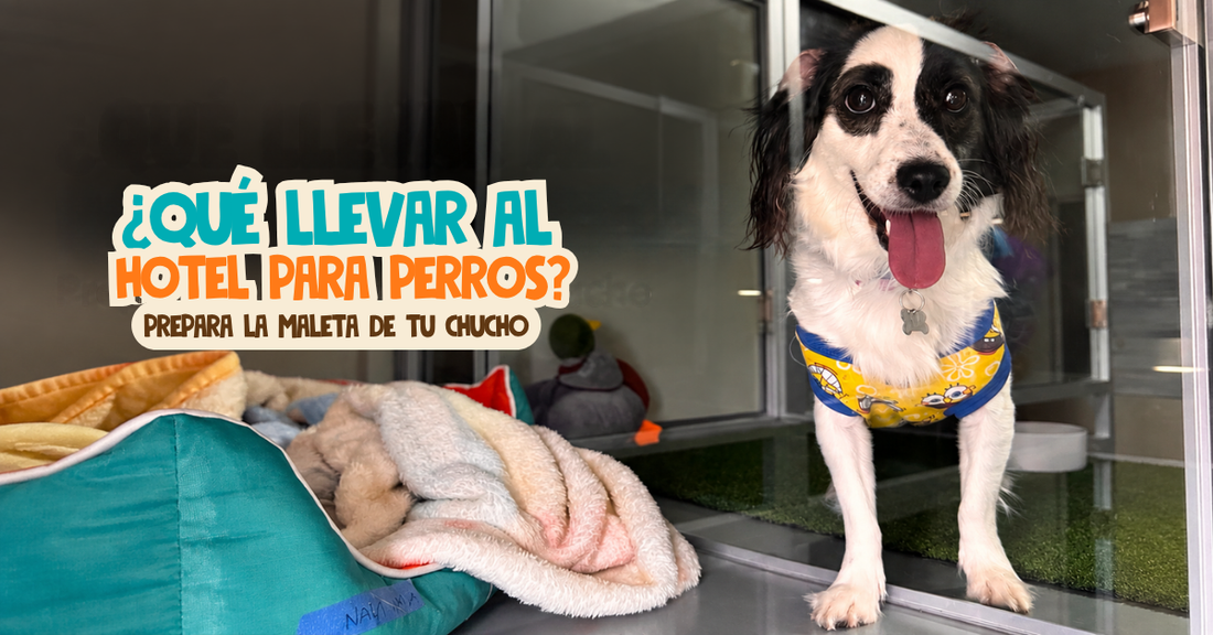 ¿Qué llevar al hotel para perros? Prepara la maleta de tu chucho