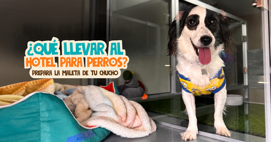 ¿Qué llevar al hotel para perros? Prepara la maleta de tu chucho