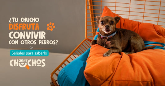 ¿Tu chucho disfruta convivir con otros perros? Señales para saberlo