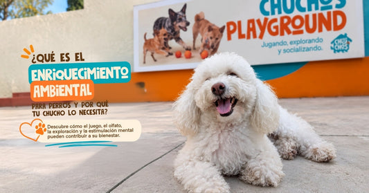 Chucho en CHUCHOS Playground, espacio para juego, exploración y enriquecimiento ambiental para perros
