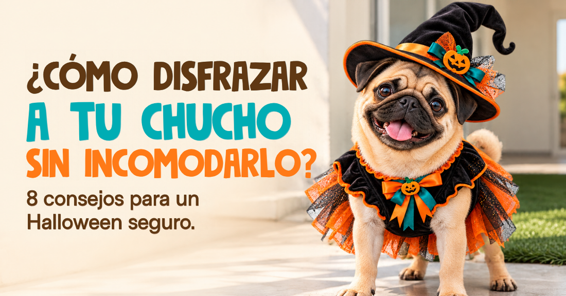 ¿Cómo disfrazar a tu chucho sin incomodarlo? 8 consejos para un Halloween seguro