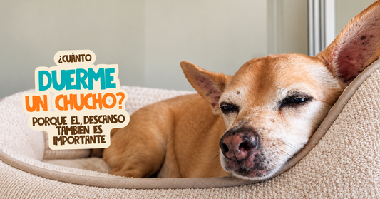 ¿Cuánto debe dormir un perro? Por qué el descanso también es parte de su bienestar