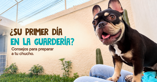 ¿Es la primera vez de tu chucho en una guardería? Así puedes prepararlo