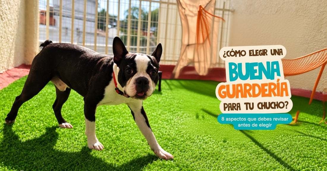¿Cómo elegir una buena guardería para perros? 8 aspectos que debes revisar
